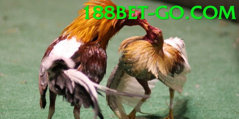 Đá Gà Trực Tiếp - 188bet - Chơi thử